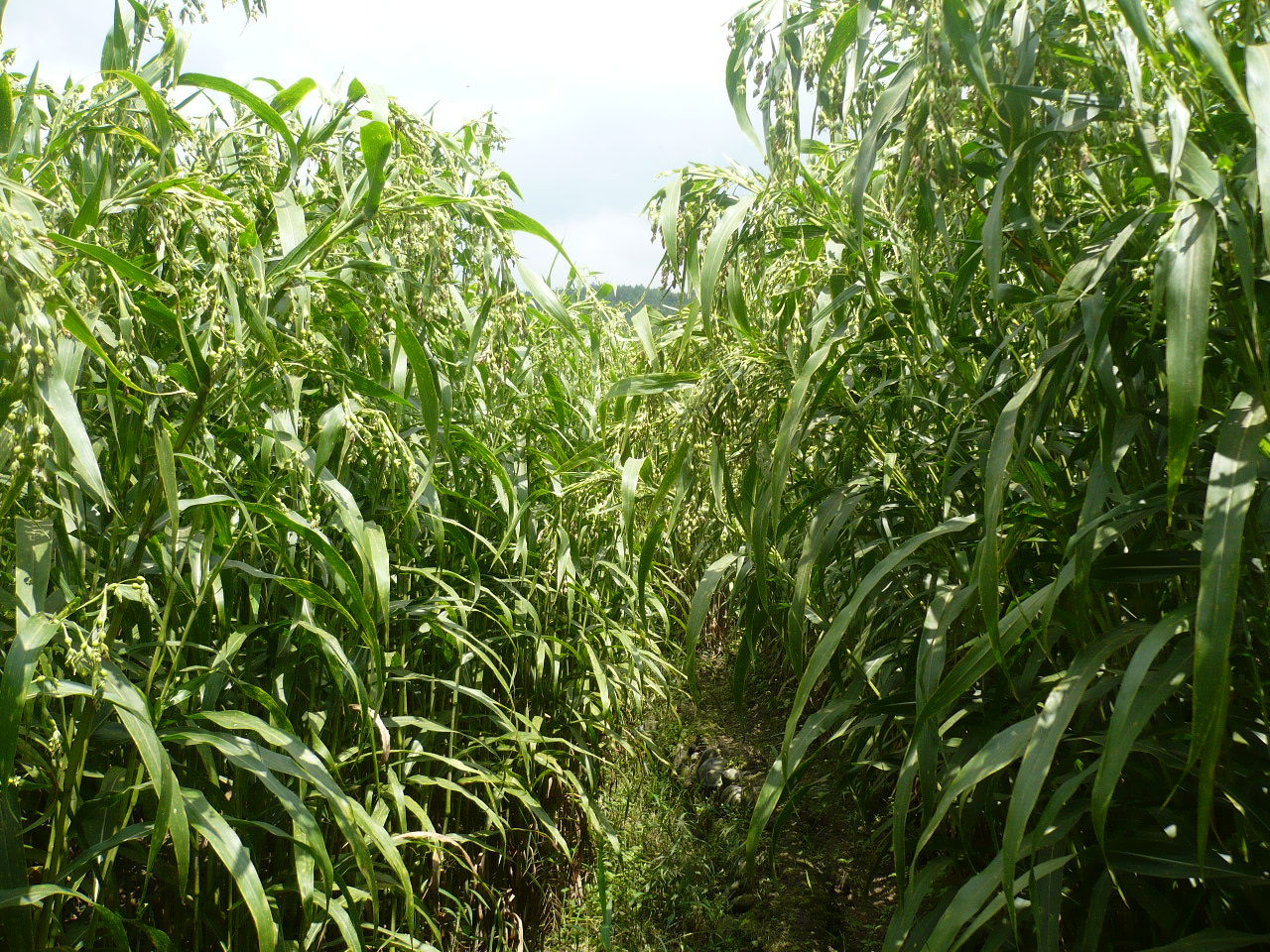 沃野绿洲牌 生态薏仁米